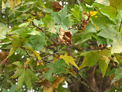 休假假期叶子梧桐树叶植被植物绿色背景图片