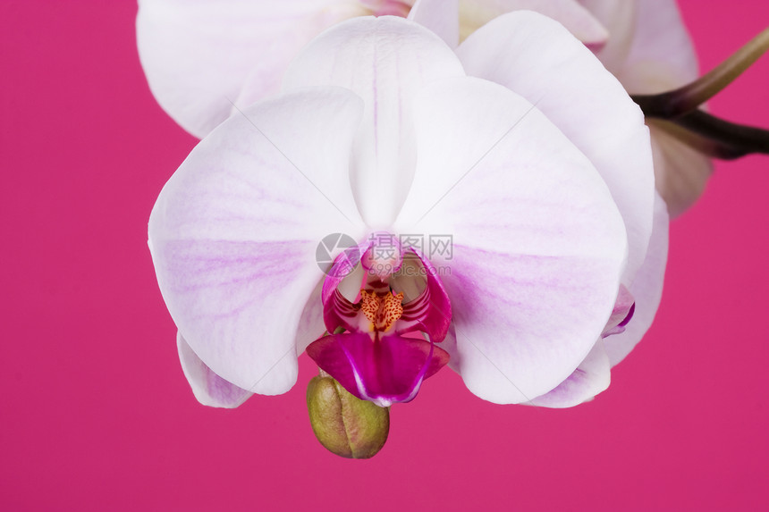 粉红色兰花展示装饰宏观念日花瓣花朵花束花卉风格植物学图片