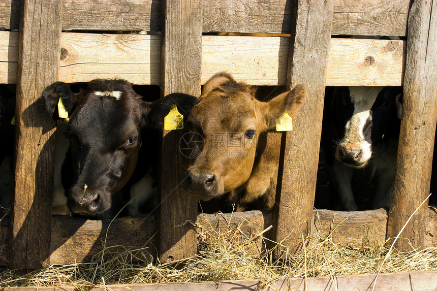 喂养地点的牛鼻子大部分乡村饲养场牛奶稻草动物好奇心棕色黑色图片