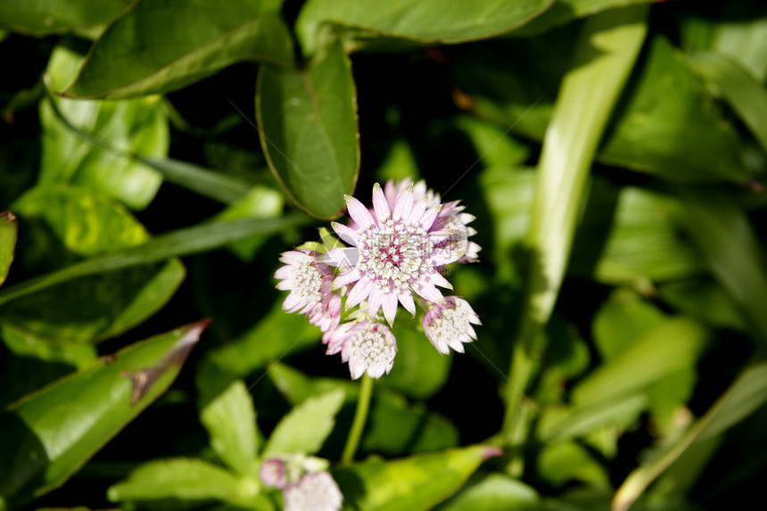 粉红小花花瓣植物群粉色植物树叶图片