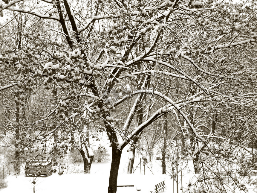 公园里的雪白色卡片树木天气庆典图片