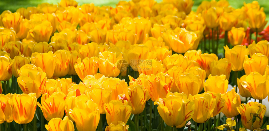 黄色郁金香公园季节旅行水仙花植物群蓝色灯泡植物学花园树木图片