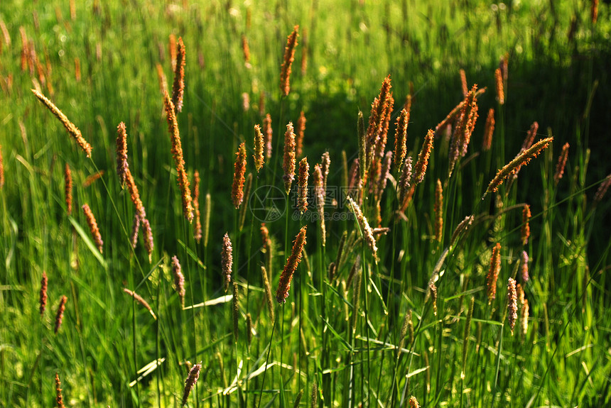 流动的草草天空蓝色场地利润栖息地狐尾花序干草植物草地图片