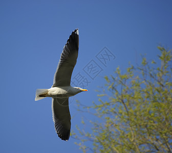 较弱黑背海鸥银色翅膀大道野生动物羽毛飞行生物海鸟射频动物背景图片