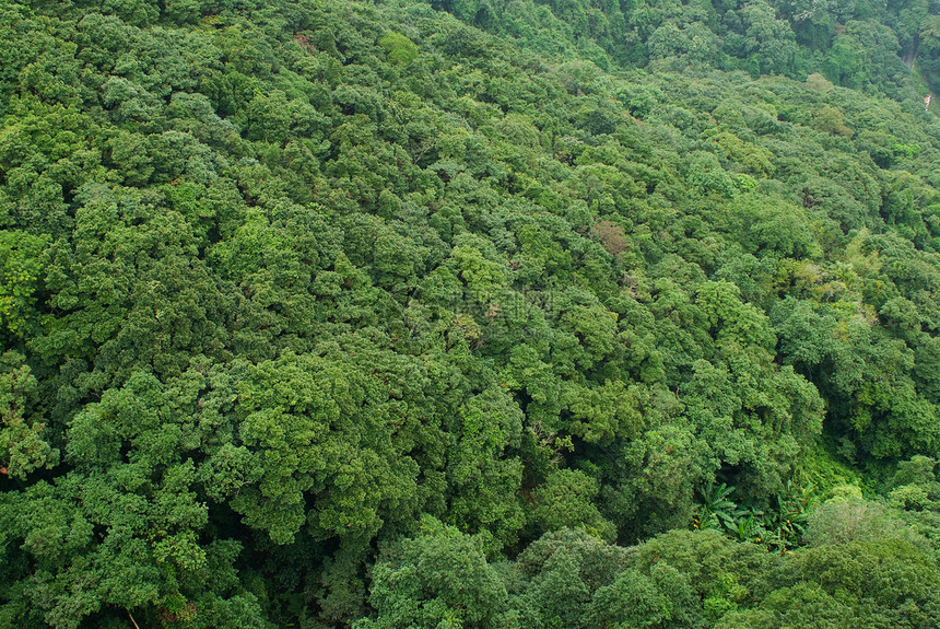 热带雨林树叶树梢绿色荒野植物学热带植物乡村森林图片