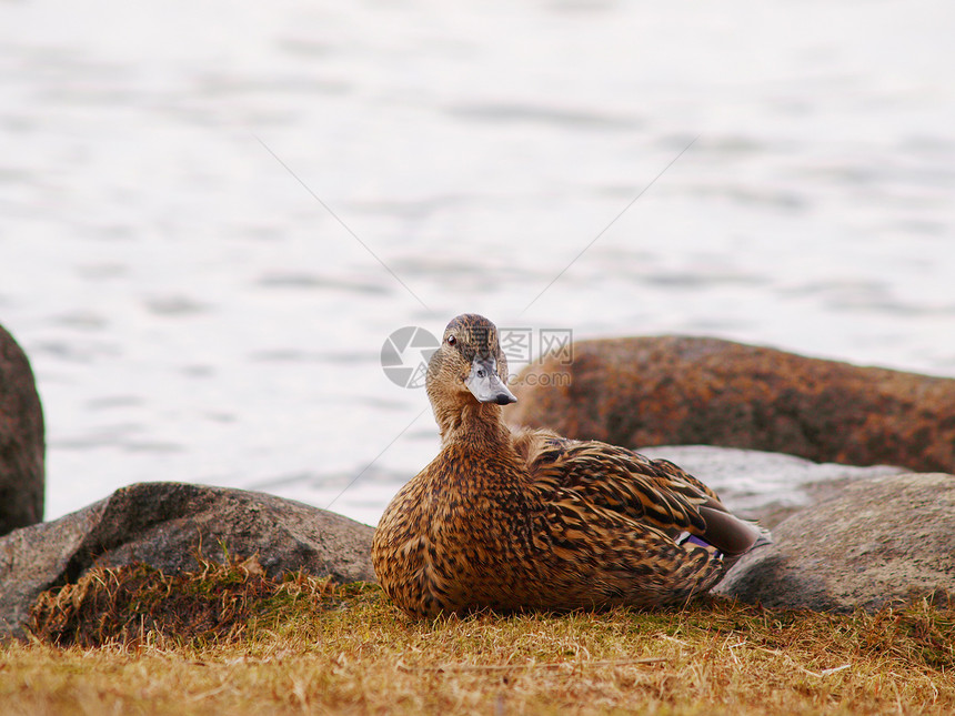 马华达鸭翅膀女性荒野羽毛涟漪男性季节动物野生动物池塘图片