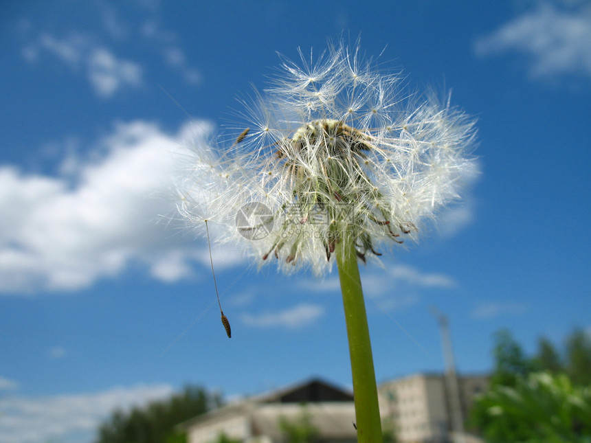 白花层天空蓝色绒毛白色图片