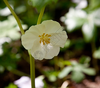 三瓣花瓣荒野高清图片