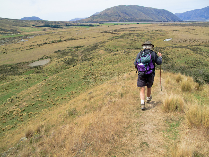 在新西兰山丘上行走的希克尔人图片