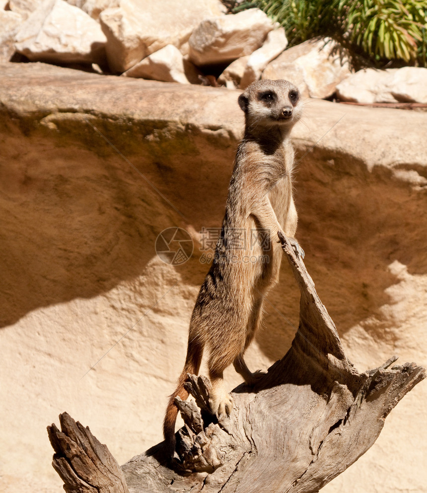站立在日志上鼻子动物园动物群猫鼬动物哺乳动物眼睛棕色沙漠毛皮图片