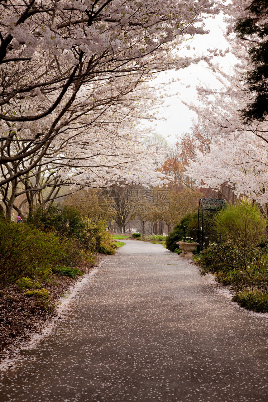 樱花花瓣落到路上节日粉色旅行公园小路蓝色花朵花园季节生长图片