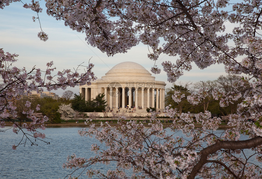 Jefferson 樱花之花后面的纪念旅游建筑学纪念碑季节城市节日直流电时间花朵旅行图片