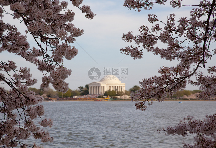 Jefferson 樱花之花后面的纪念蓝色节日时间观光生长直流电公园城市潮汐纪念馆图片