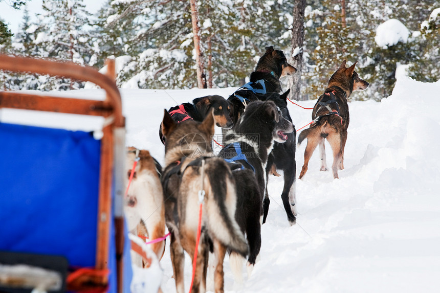狗雪车队运动白色荒野季节犬类娱乐雪橇冒险团队森林图片