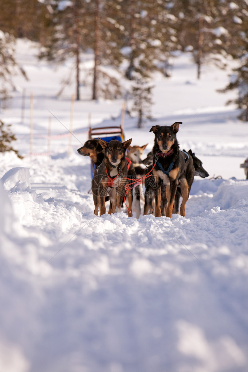 狗雪车犬类团队季节荒野白色森林冒险娱乐运动雪橇图片