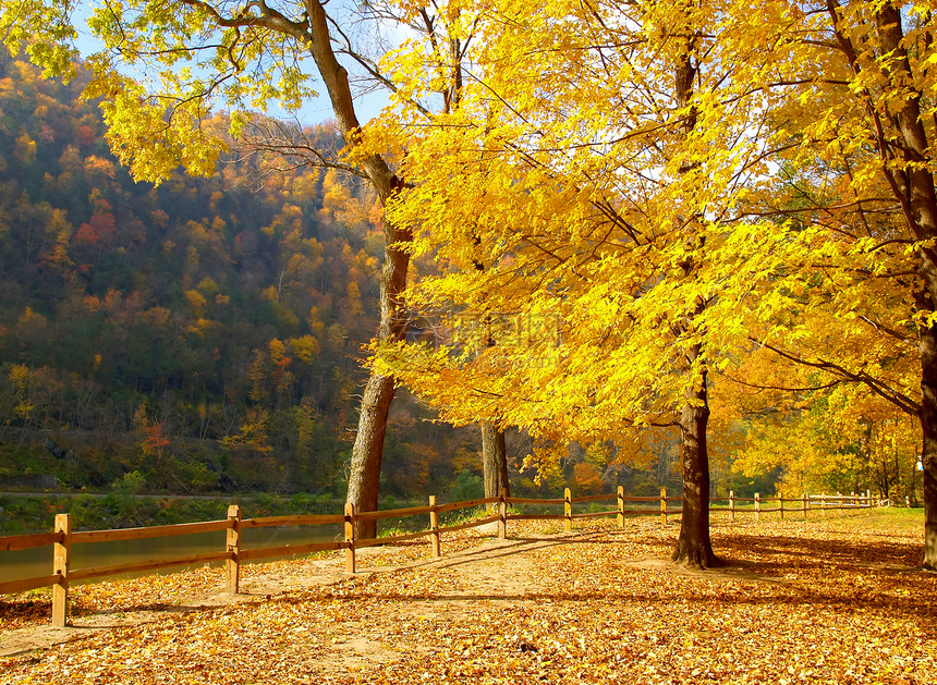 色彩多彩的花叶景观旅行黄色公园森林假期植被棕色季节国家红色图片