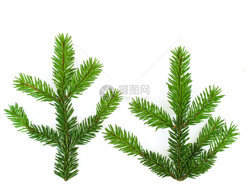 菲风格绿色松树植物装饰针叶图片