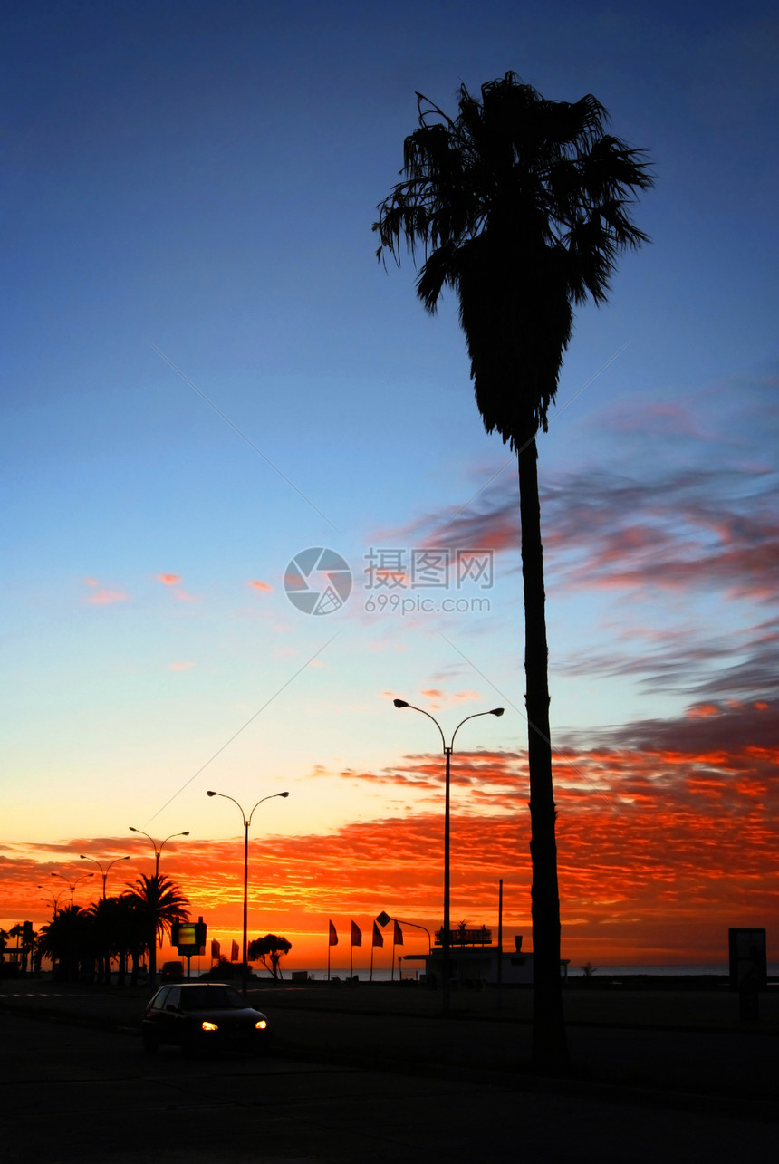 日出海岸棕榈树图片