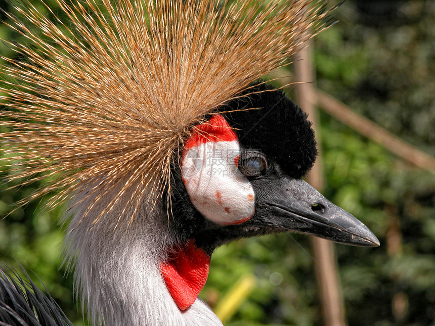 孔雀 2003年苍鹭加冕蓝色动物园公园太阳眼睛野生动物阳光起重机图片