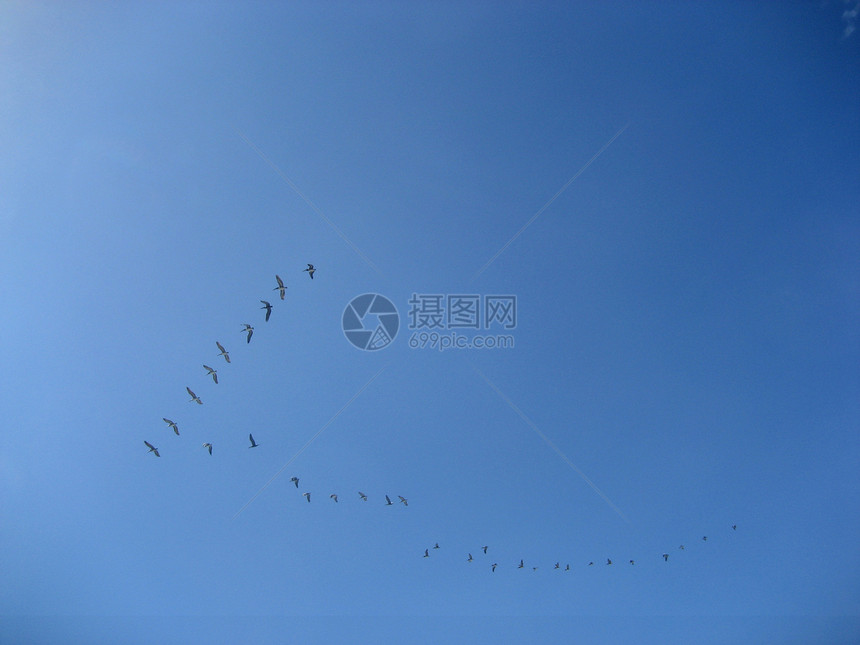 向南鸟类学野生动物蓝色集体海洋自由航班天空羽毛迁移图片
