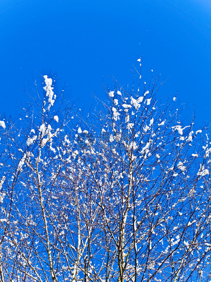 和蓝天的树枝季节性森林天空季节天气分支机构蓝色图片