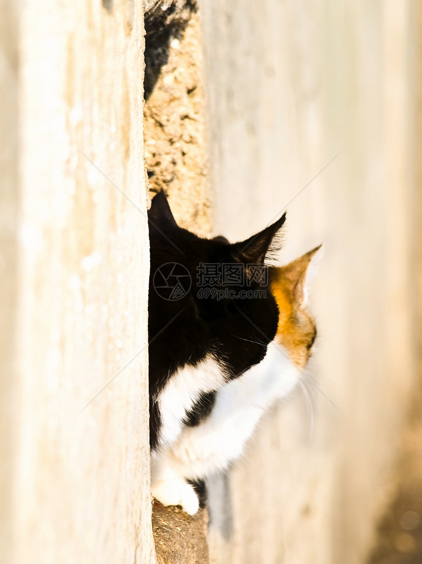 两只猫胡须毛皮哺乳动物投标宠物夫妻猫科动物虎斑黑色小猫图片