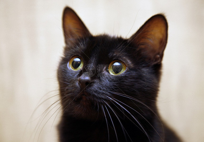 黑猫眼睛黑色头发动物猫科宠物图片