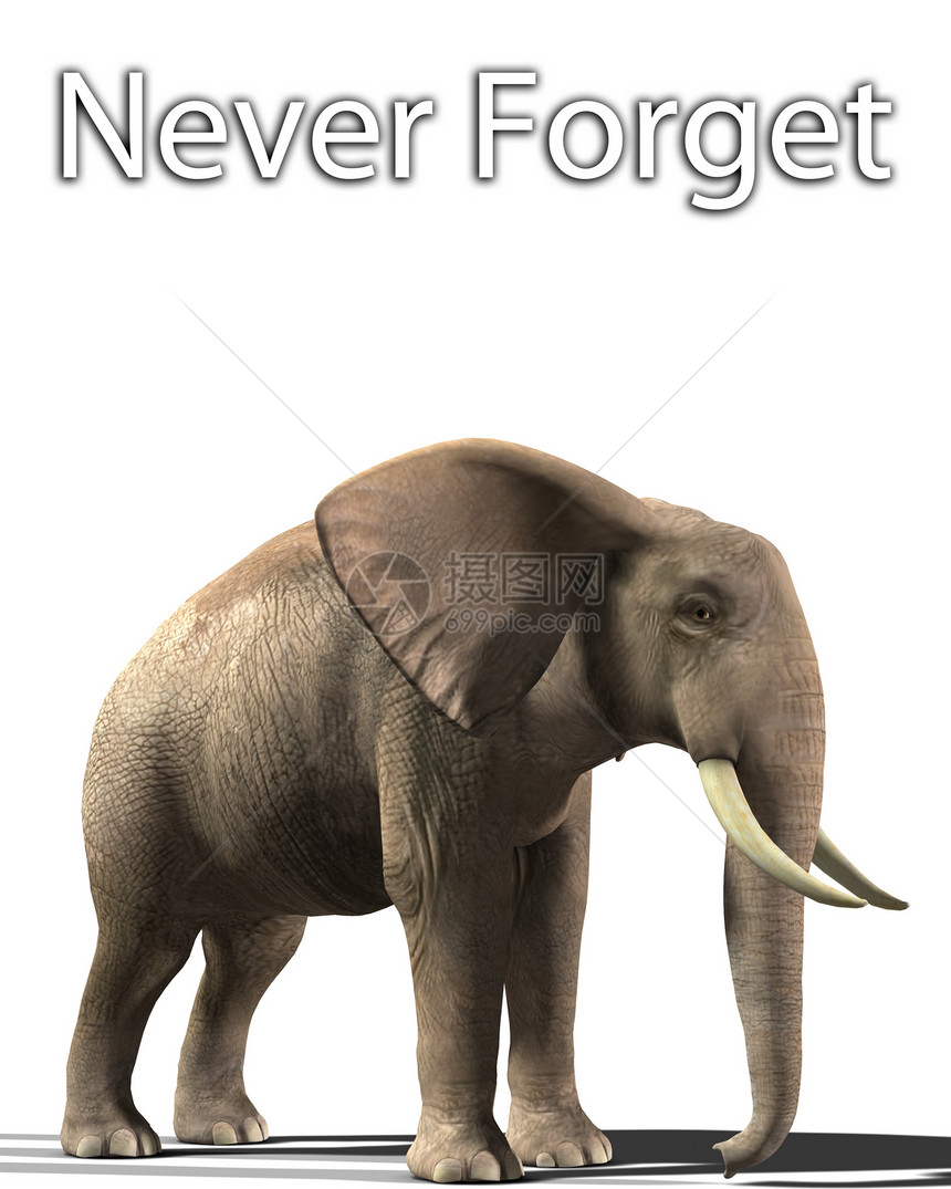 永不忘记的大象概念身体象牙野生动物动物耳朵树干图片