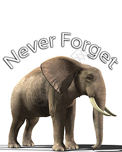 永不忘记的大象概念耳朵象牙身体野生动物树干动物背景图片