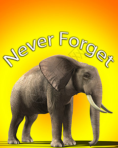 永不忘记的大象概念耳朵象牙野生动物树干身体动物背景图片