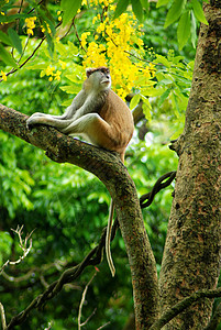 猴子在树上野生动物灵长类男性濒危动物动物园哺乳动物背景图片
