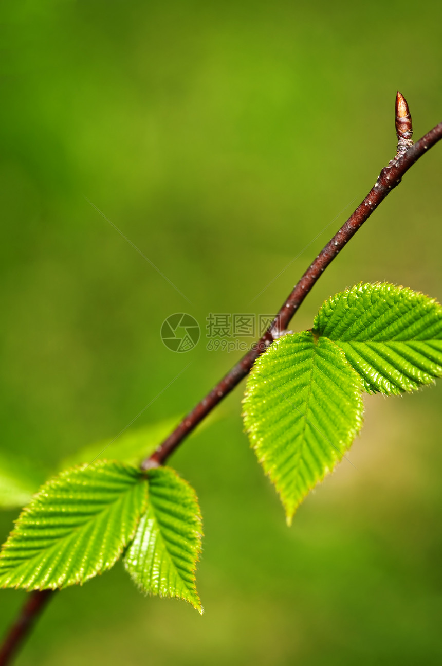 绿春叶生态分支机构静脉植物季节宏观绿色植物榆树生活环境图片