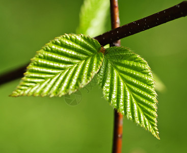 榆树叶子绿春叶生态分支机构榆树树叶绿色植物环境叶子季节静脉生活背景