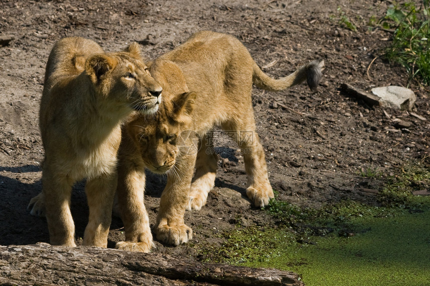 两只年轻的母狮子图片