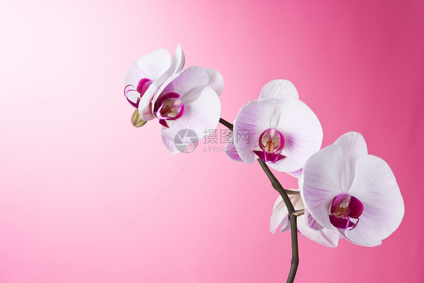 粉红色兰花热带花束念日花瓣花头植物学风格区系花朵花卉图片
