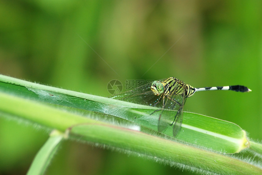 龙野生动物绿色植物动物群翅膀异翅目蛾科昆虫荒野蜻蜓图片