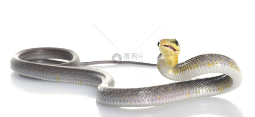 银级红尾鼠蛇食肉皮肤曲线生物爬虫绿色宏观网状动物工作室图片