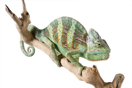 高低变色龙尾巴蜥蜴白色地毯条纹绿色爬虫宠物眼睛宏观背景图片