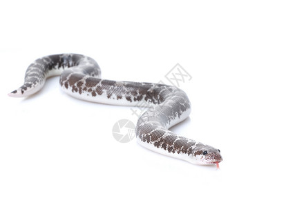 Anery 肯尼亚沙滩网状皮肤工作室白色生物宠物宏观爬虫动物蟒蛇背景图片