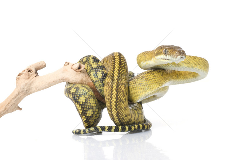 Molluan 阿米思丁 Python食肉条纹皮肤白色绿色生物动物宏观爬虫软骨图片