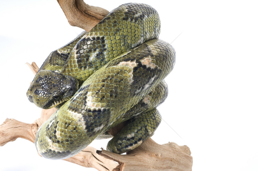 马达加斯加树 Boa蟒蛇动物软骨生物食肉皮肤宠物绿色爬虫宏观图片