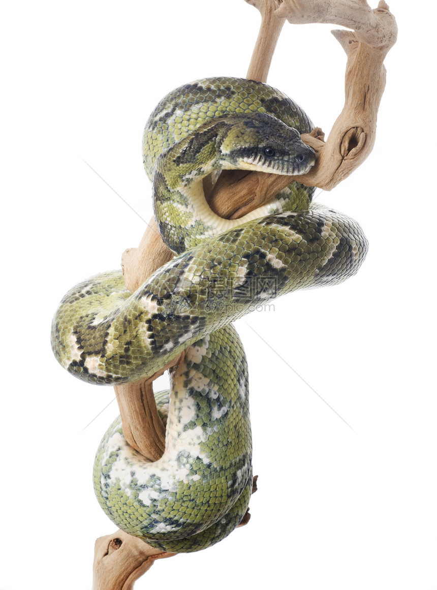 马达加斯加树 Boa食肉蟒蛇生物软骨宠物工作室动物宏观爬虫皮肤图片