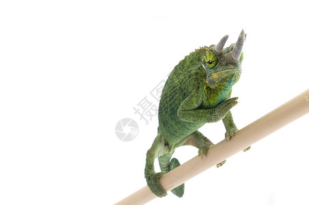 杰克逊变色龙尾巴眼睛条纹蜥蜴宠物爬虫宏观绿色喇叭白色背景图片
