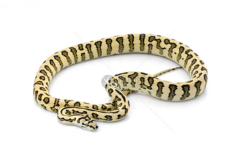 美洲豹地毯蛇黄色动物爬虫条纹工作室食肉宠物宏观网状白色图片