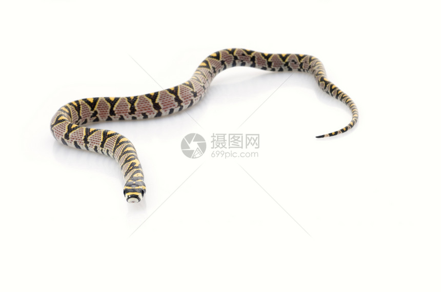 普通话鼠蛇宠物生物条纹网状动物爬虫工作室食肉白色宏观图片