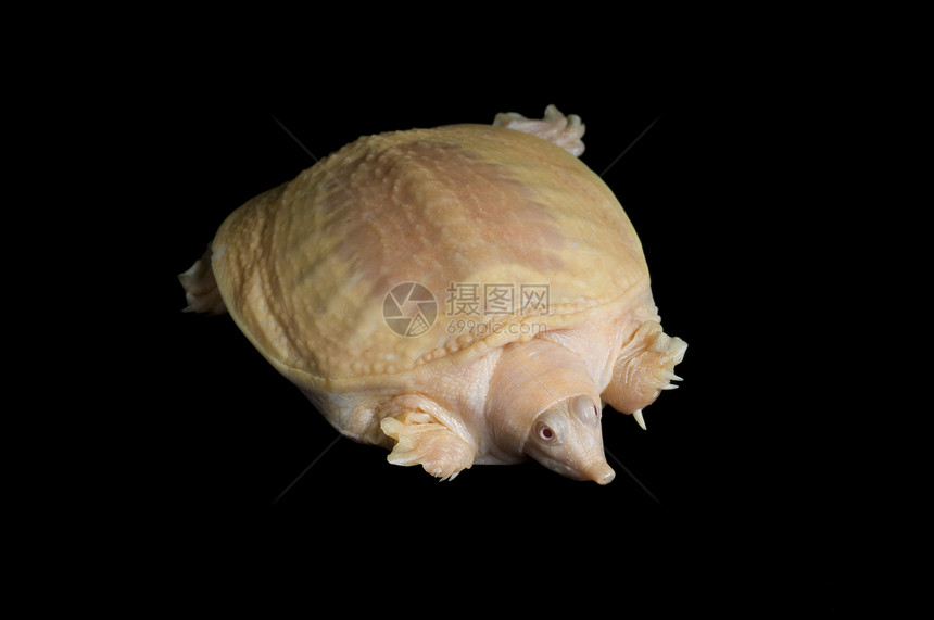 阿尔比诺 中国软壳海龟动物游泳者爬虫学异国情调乌龟野生动物宠物爬虫黑色图片