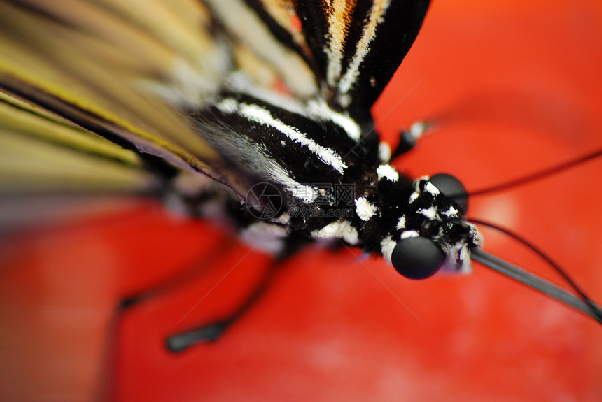 红树尼微米宏宏观昆虫蝴蝶图片