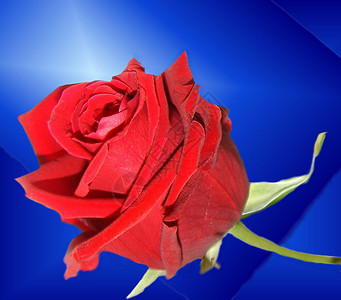 爱之红玫瑰背景图片