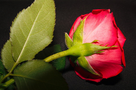 红玫瑰宏观玫瑰植物植物群花园花瓣背景图片
