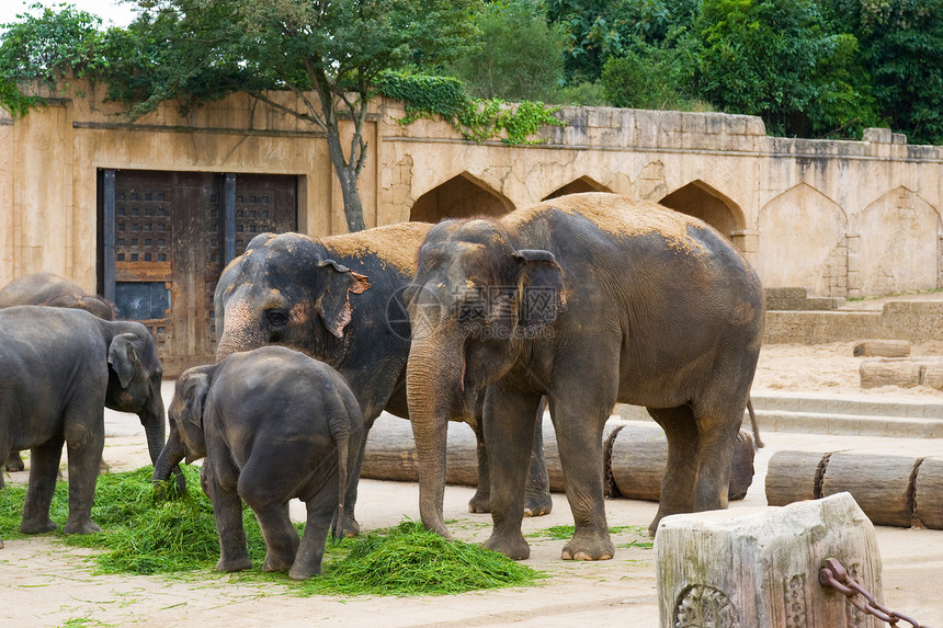 大象吃草小牛野生动物团体建筑草本植物动物园婴儿动物咀嚼家庭图片